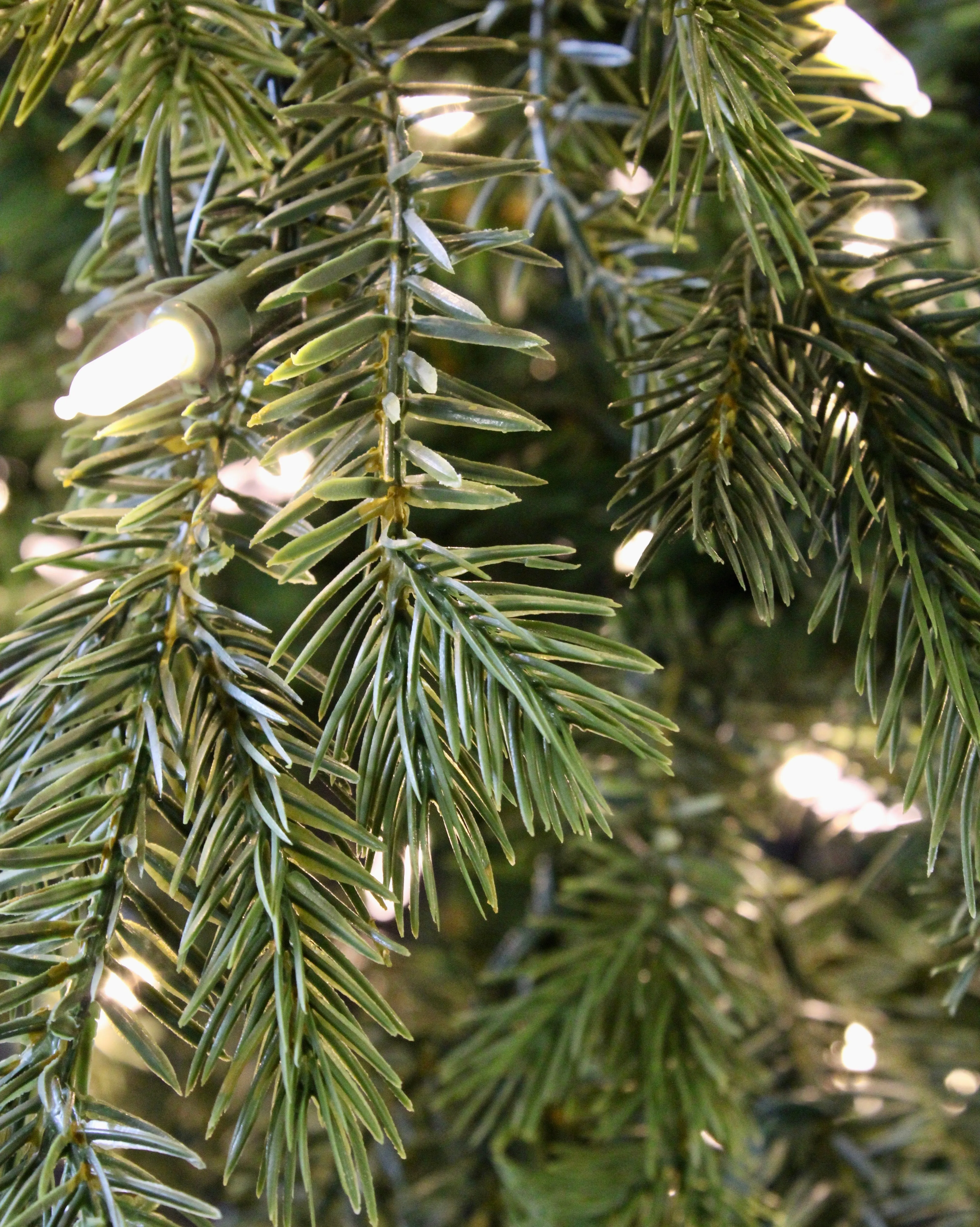 9' Slim Fall River Spruce Tree