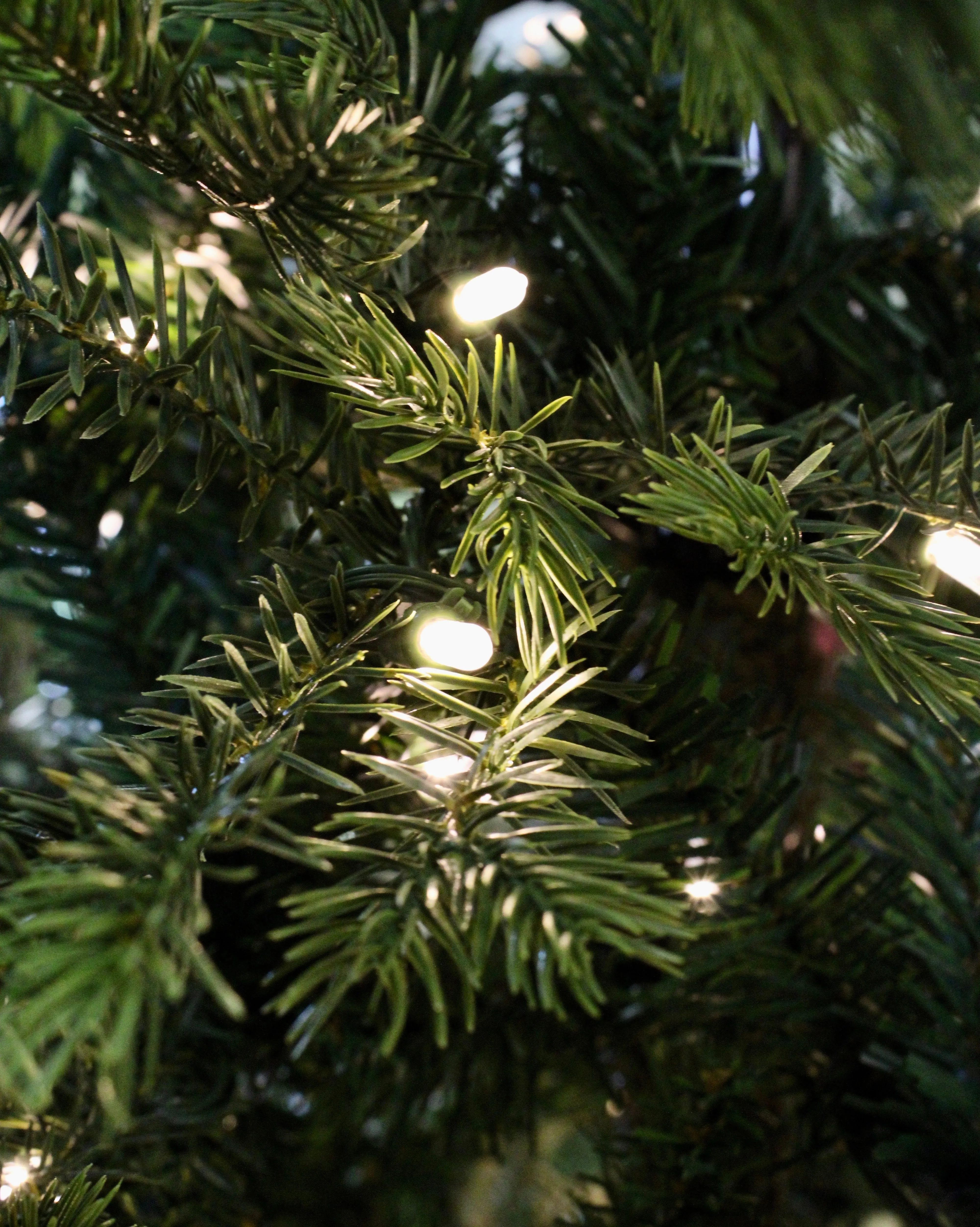 9' Slim Fall River Spruce Tree