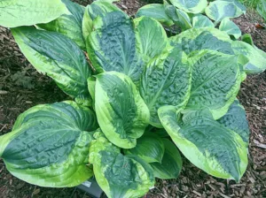 Capitol Hill Hosta