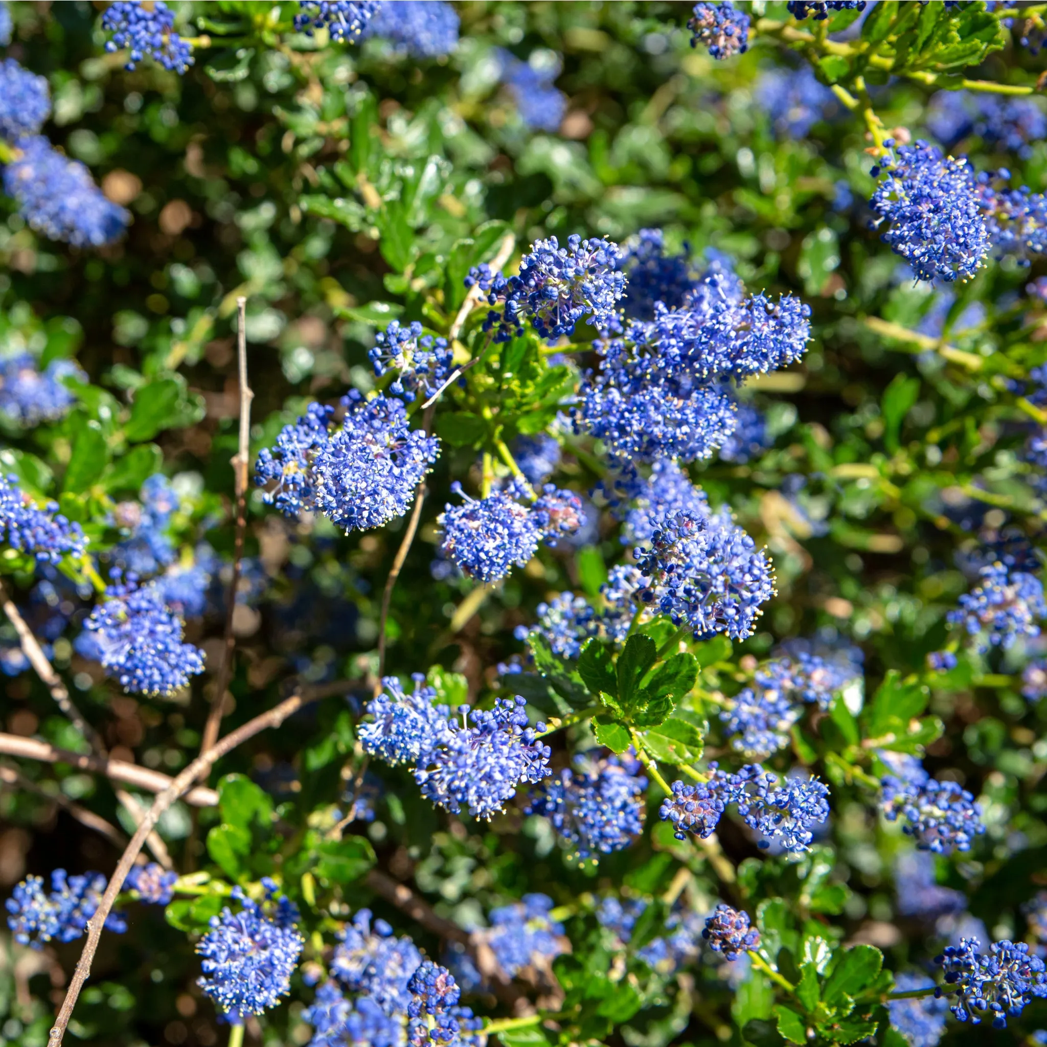 Ceanothus 'Spring Party'  (Californian Lilac) 2L