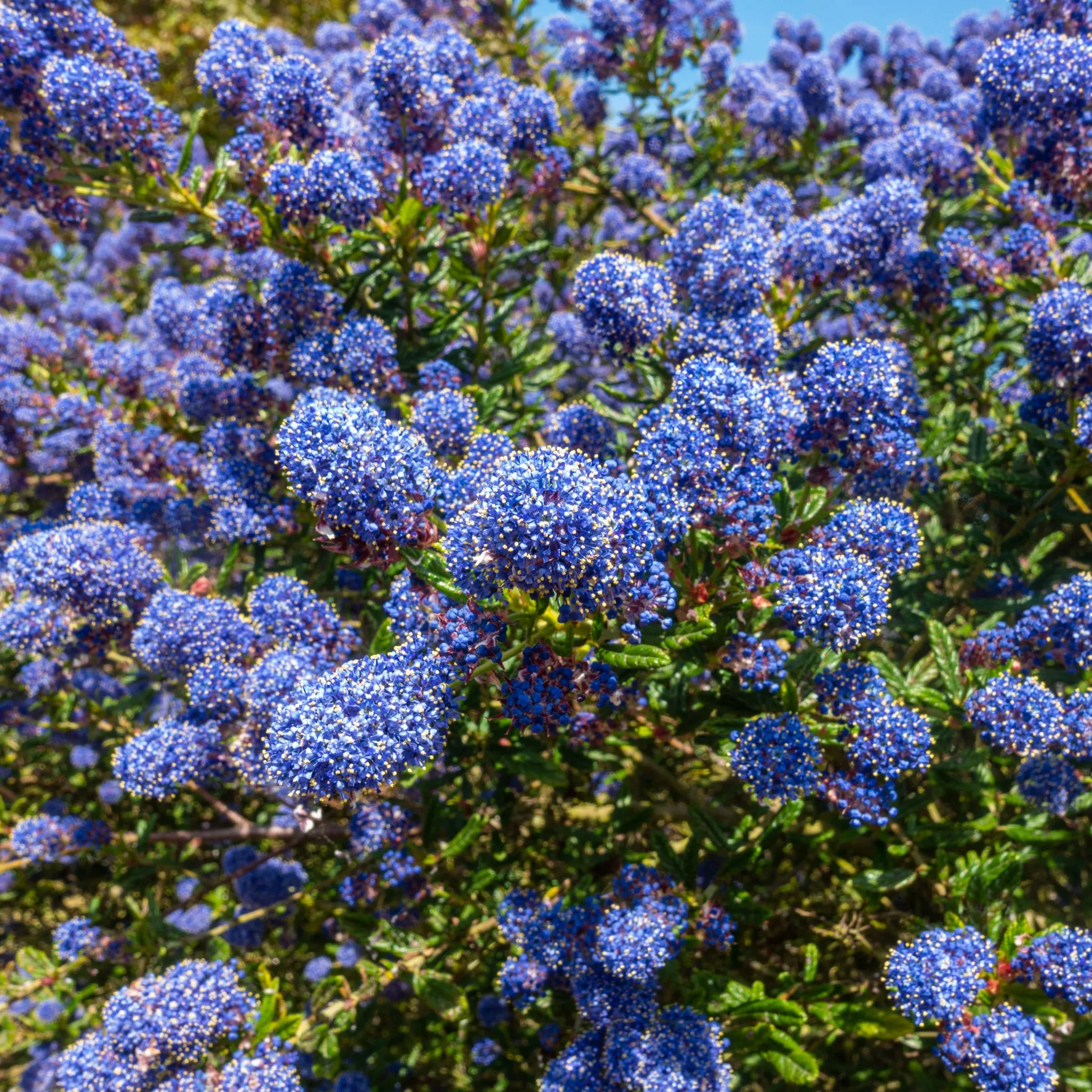 Ceanothus 'Spring Party'  (Californian Lilac) 2L