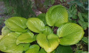 Fran Godfrey Hosta