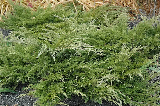 Juniper: 'Monna Calgary Carpet' 2g (Jf)