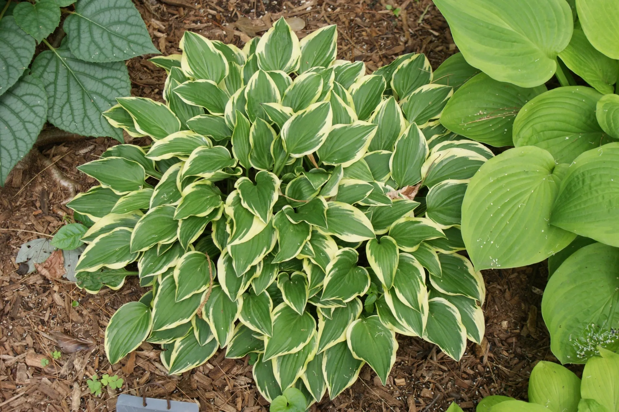 Little Wonder Hosta