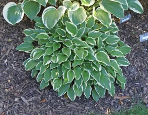 Little Wonder Hosta