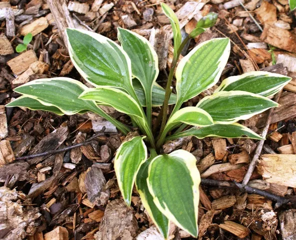 Little Wonder Hosta