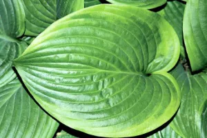 Mariachi Hosta