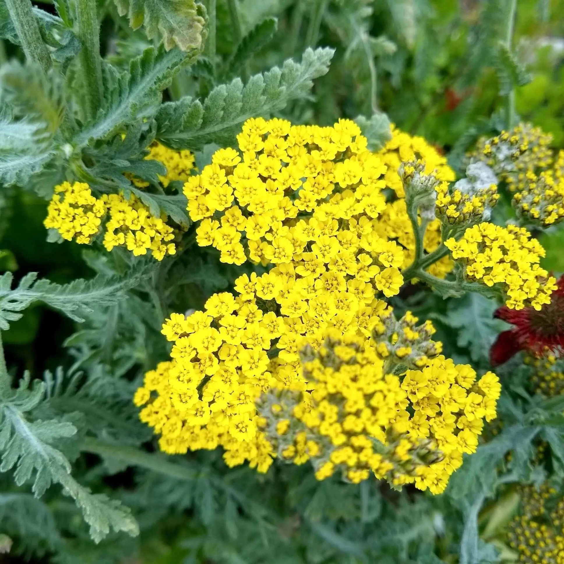 Moonshine Yarrow