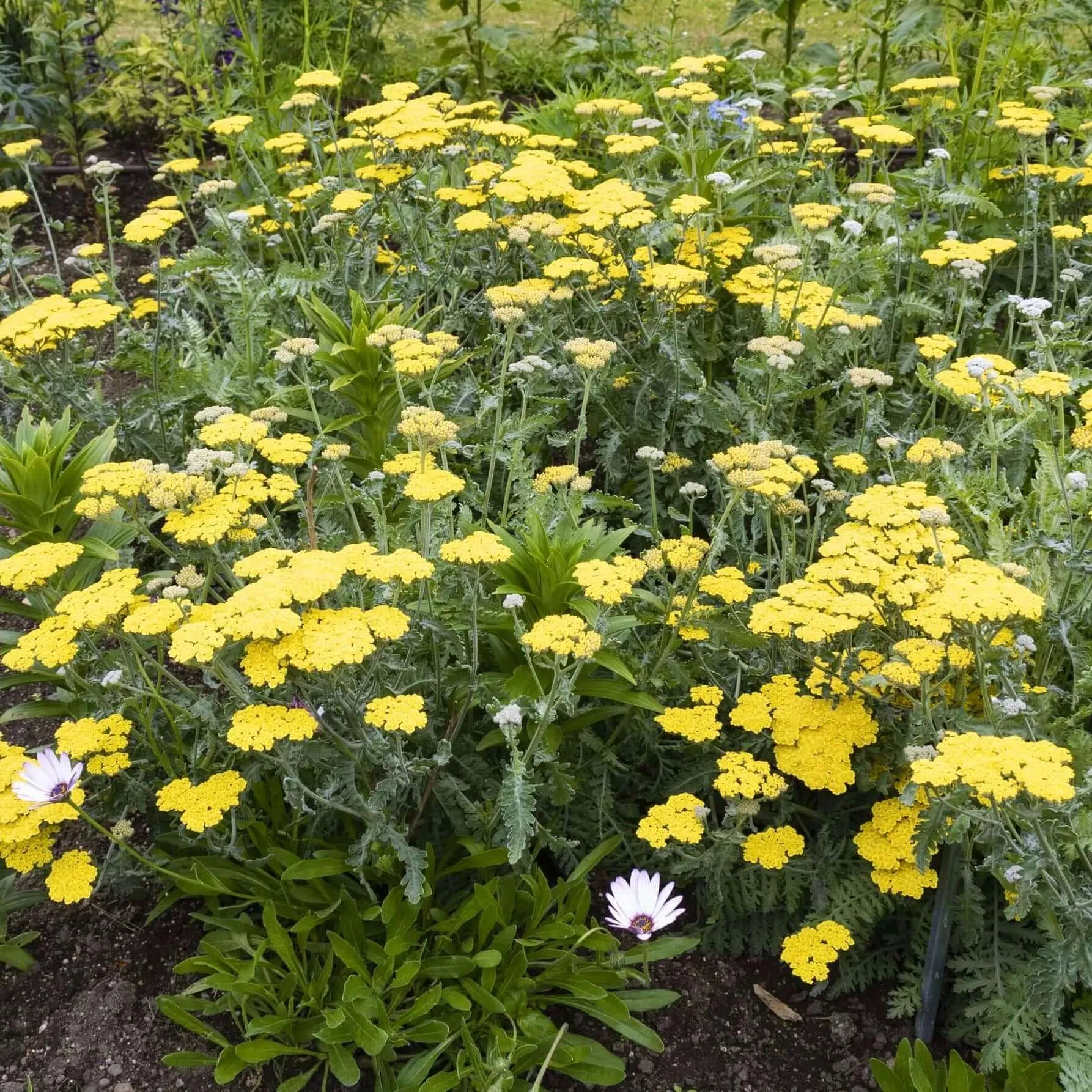 Moonshine Yarrow