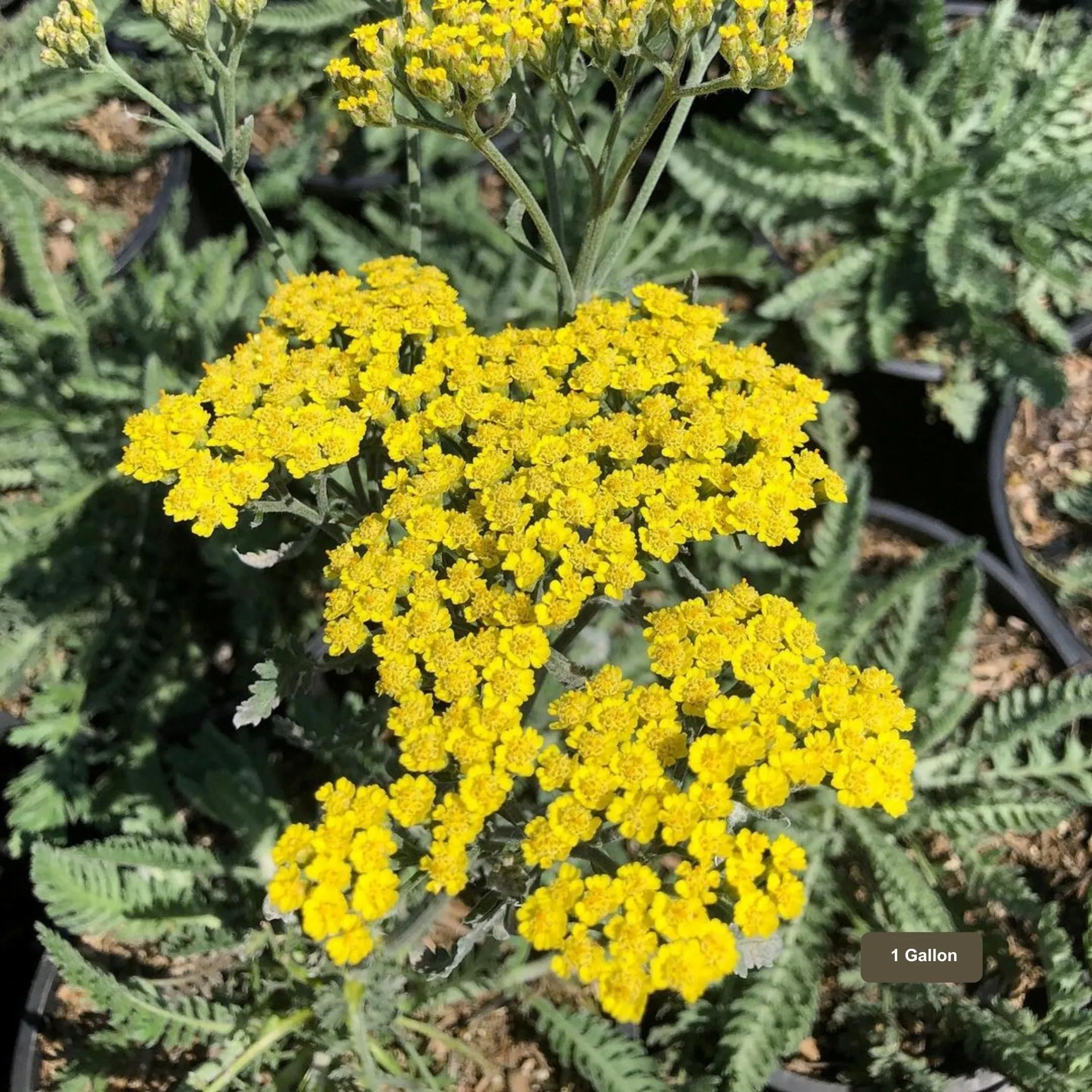 Moonshine Yarrow