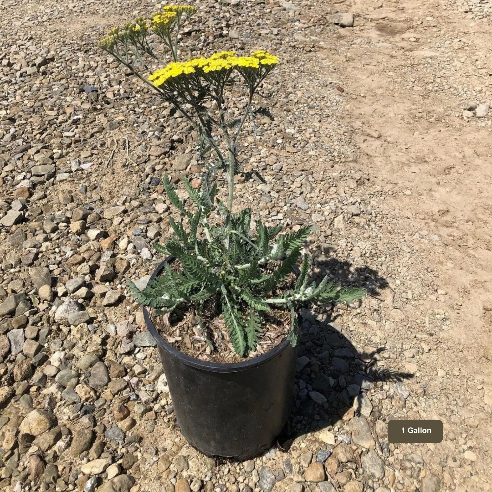 Moonshine Yarrow