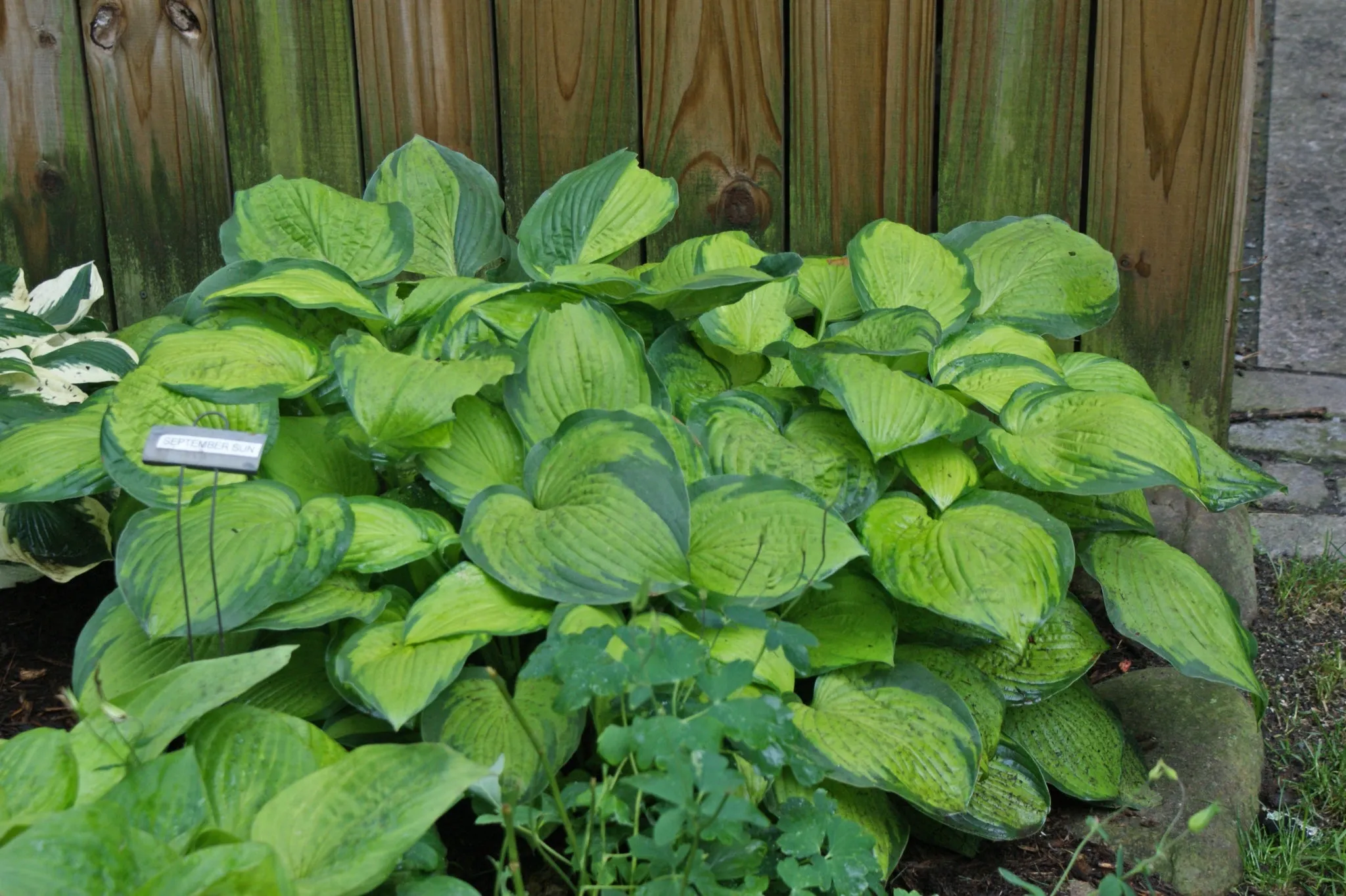 September Sun Hosta