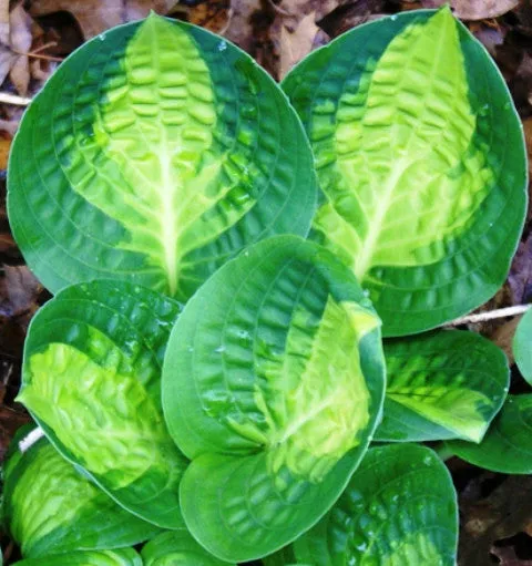 Warwick Comet Hosta